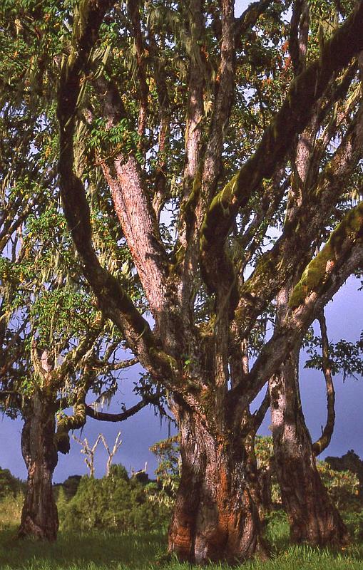 WT 1400 213-15 Kenya.jpg